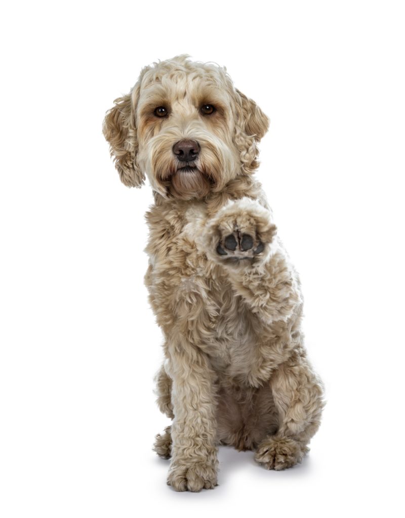 Dog High Five Dog High Five
